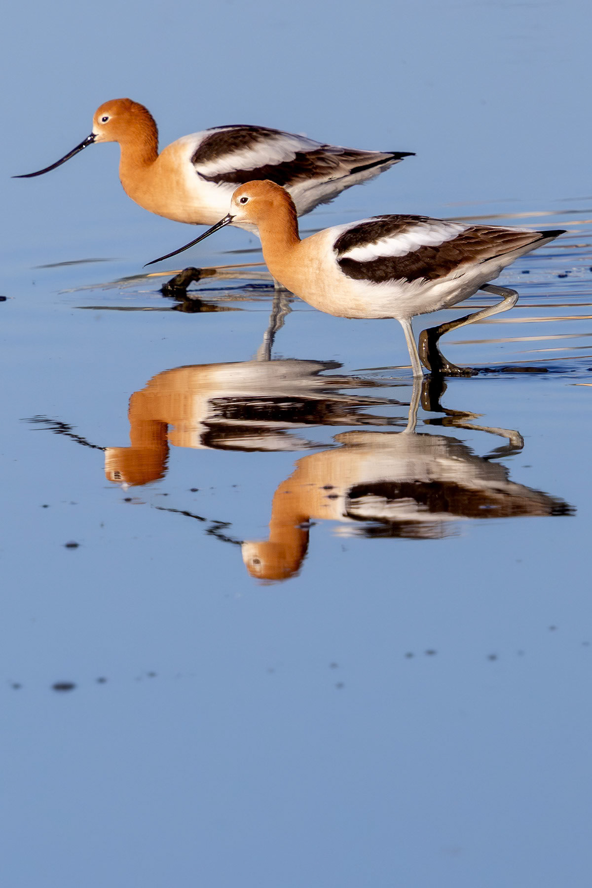 American avocets, Martinez, CA