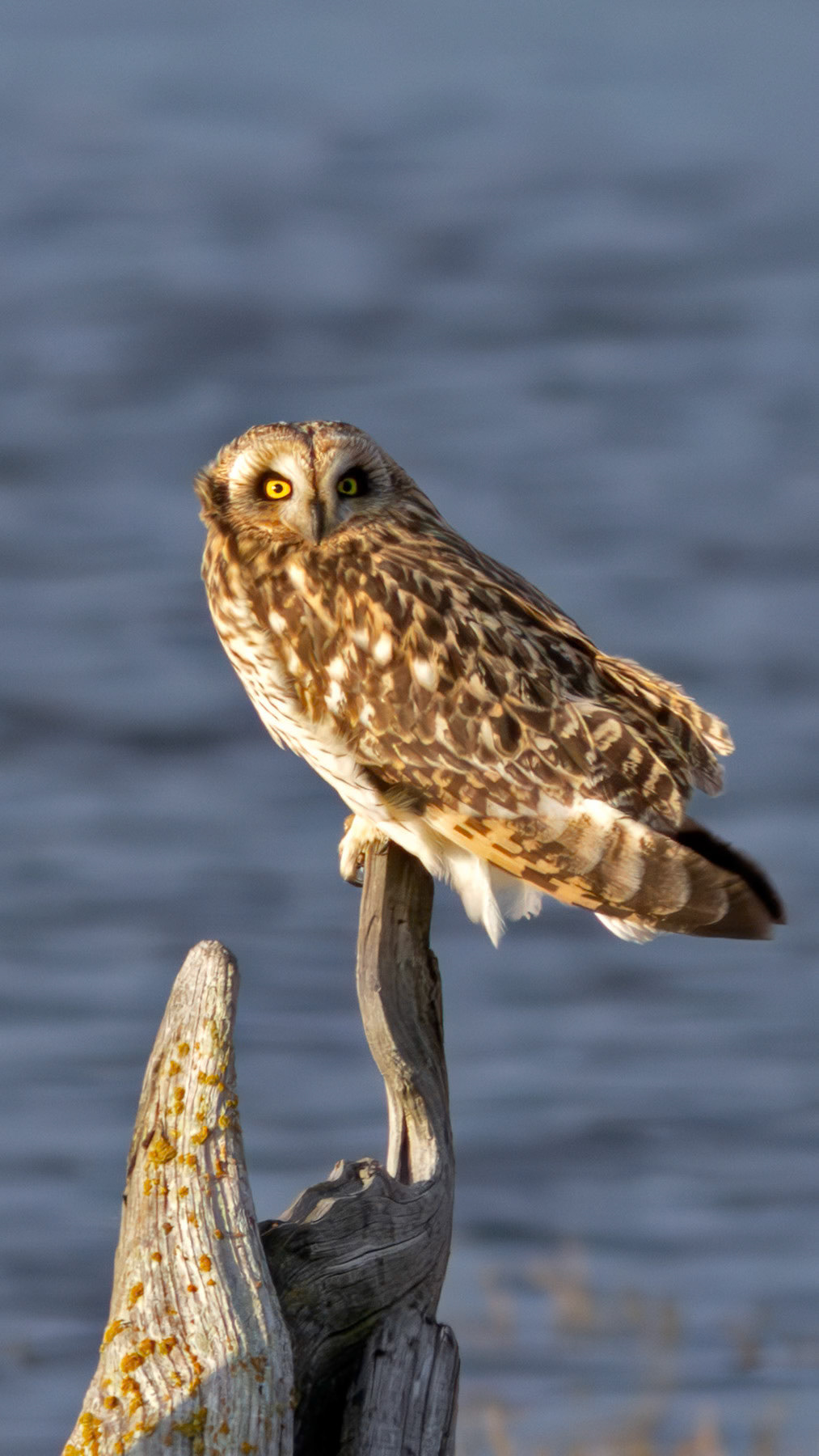 Short-eared owl, Whidbey Island, WA