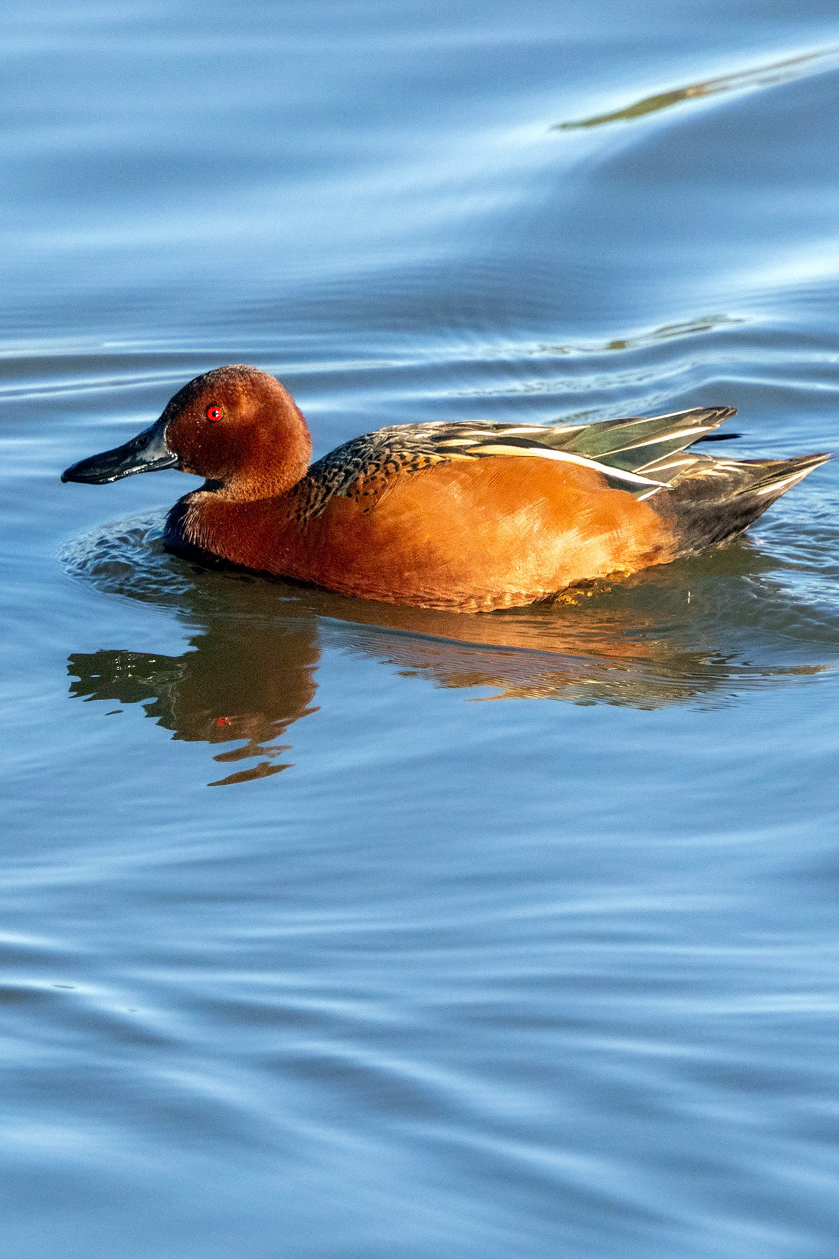 Cinnamon teal, Irvine, CA