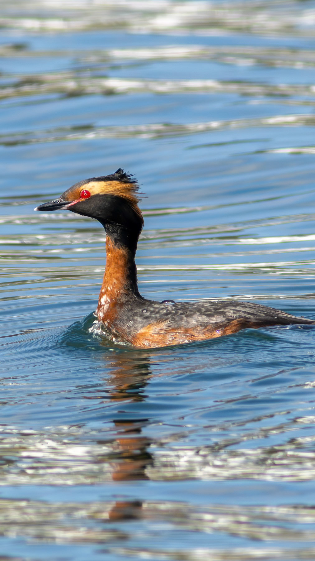 Horned grebe, Whidbey Island, WA