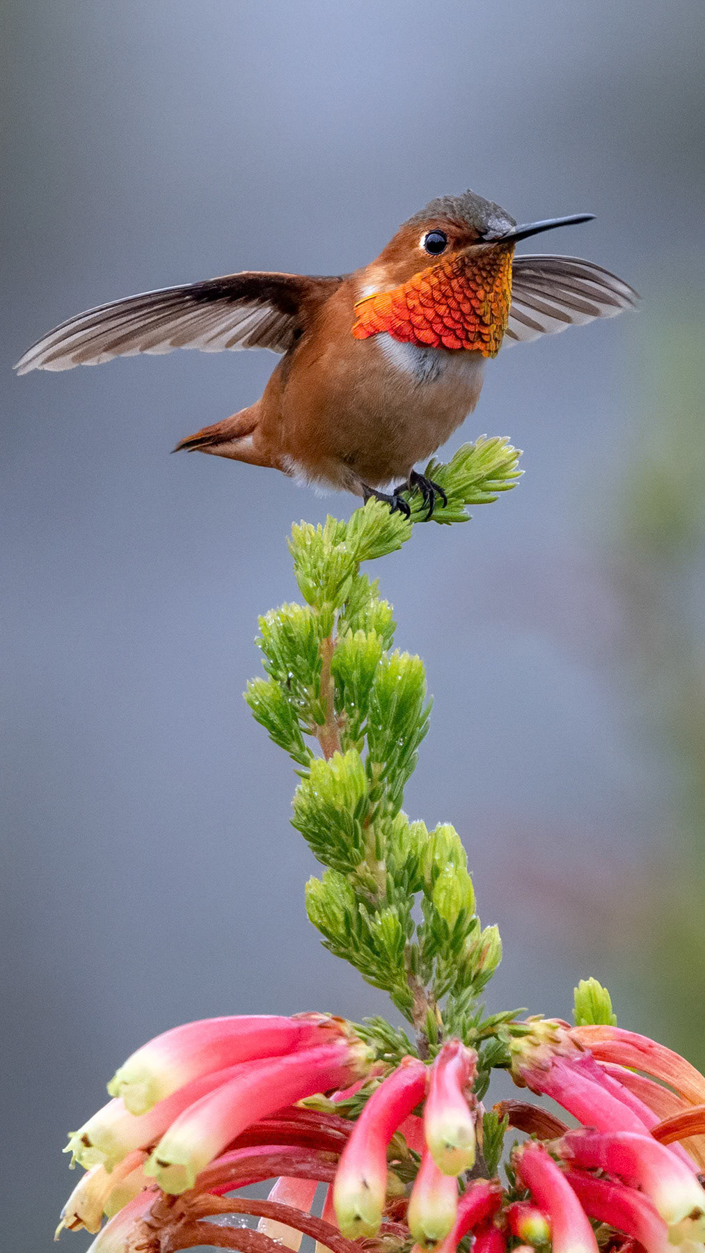 Allen's hummingbird