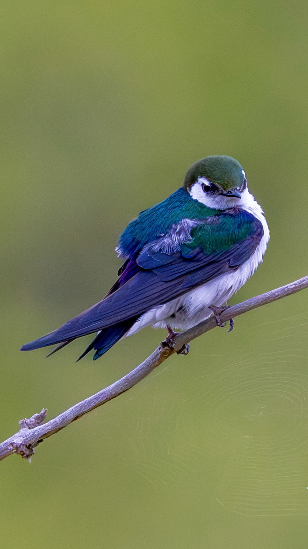 Violet-green swallow