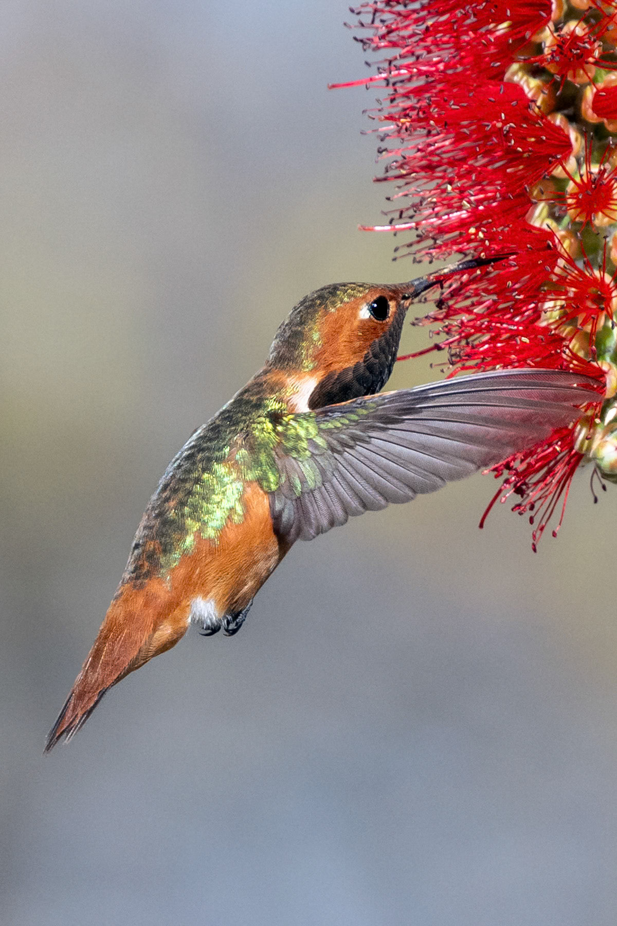 Allen's hummingbird, Irvine, CA