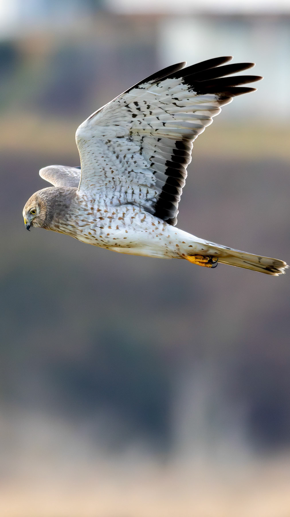 Northern harrier male