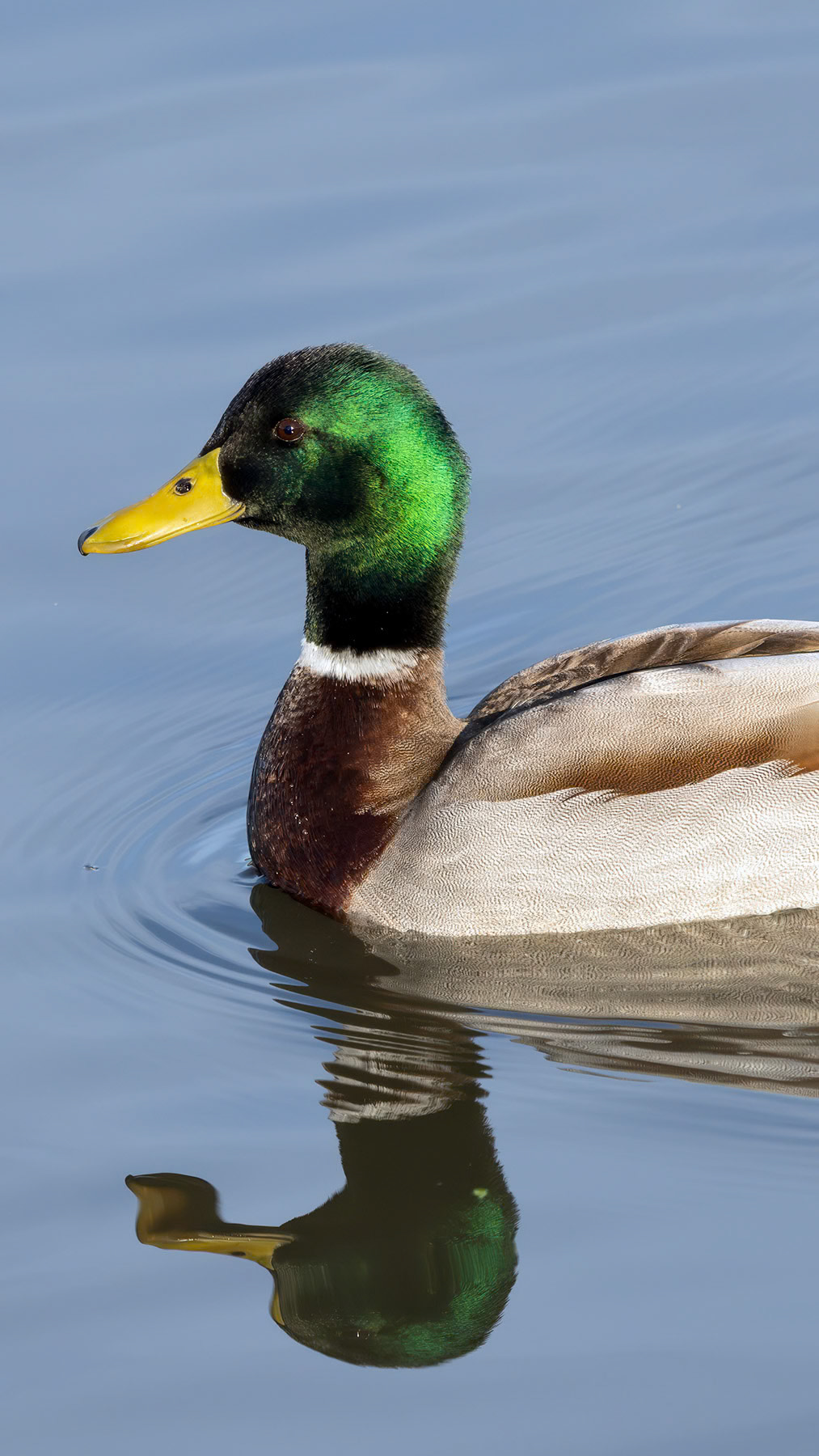 Mallard, San Diego, CA