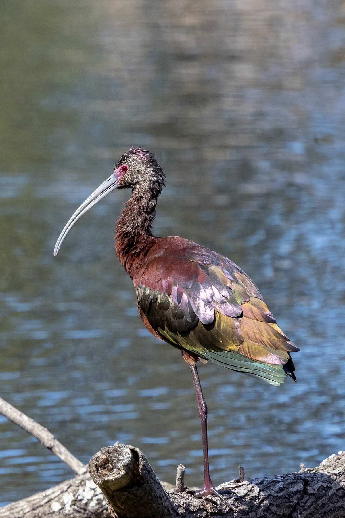 White-faced ibis