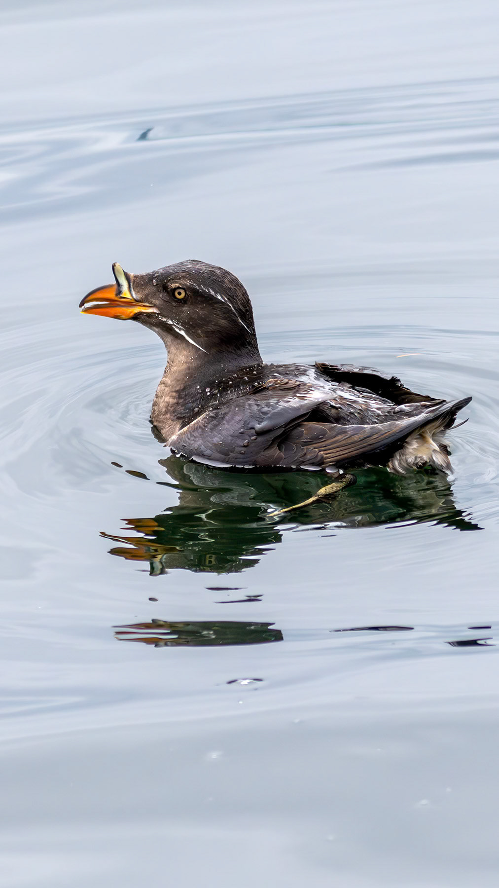 Rhinoceros auklet