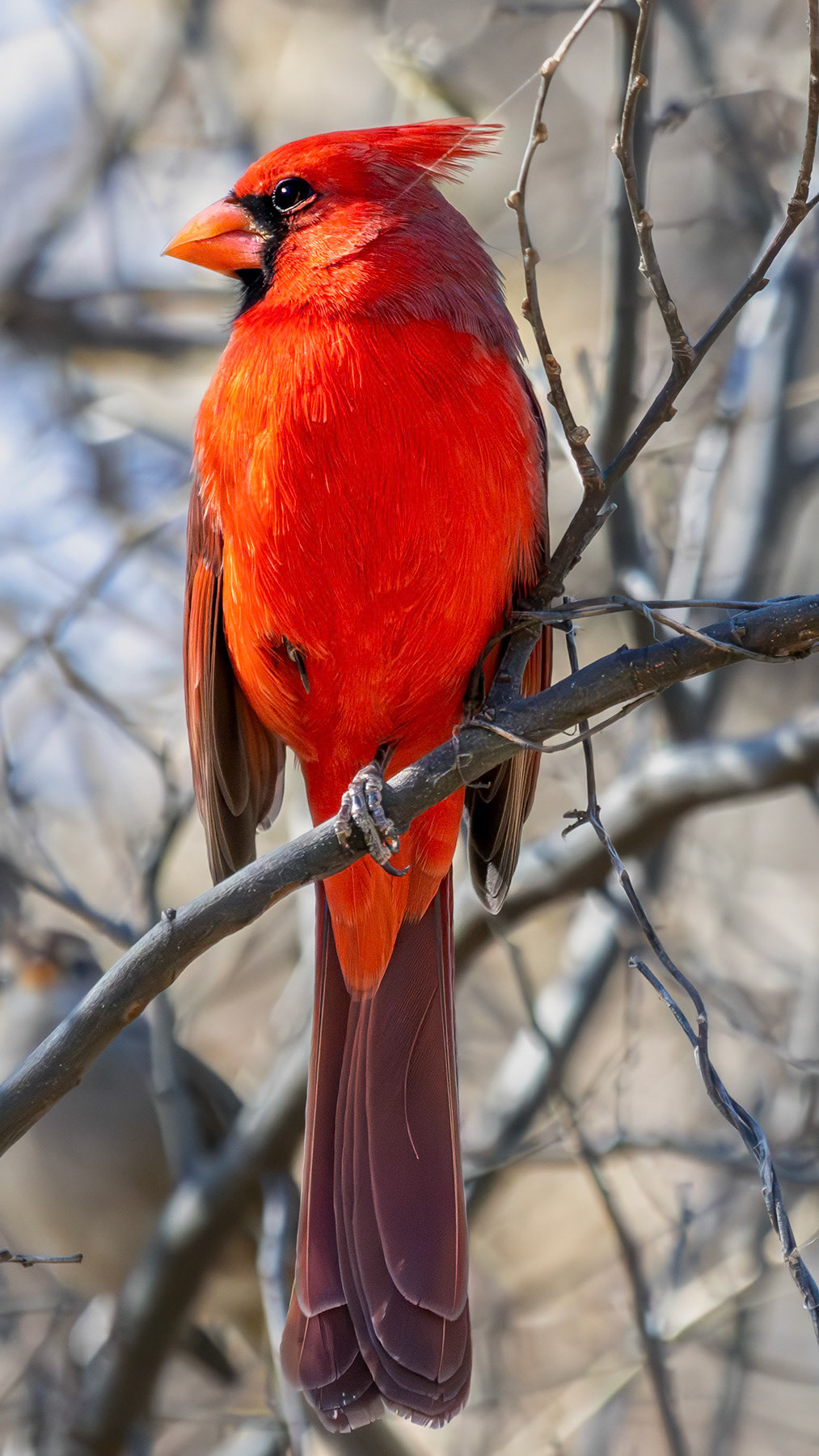 Northern cardinal