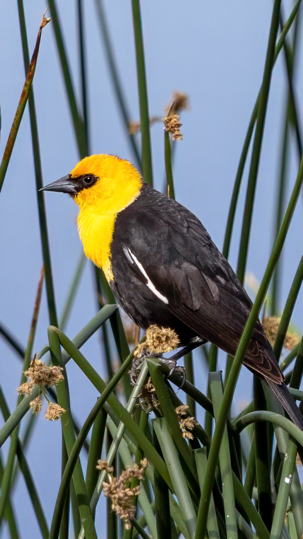 Yellow-headed blackbird, Spokane, WA