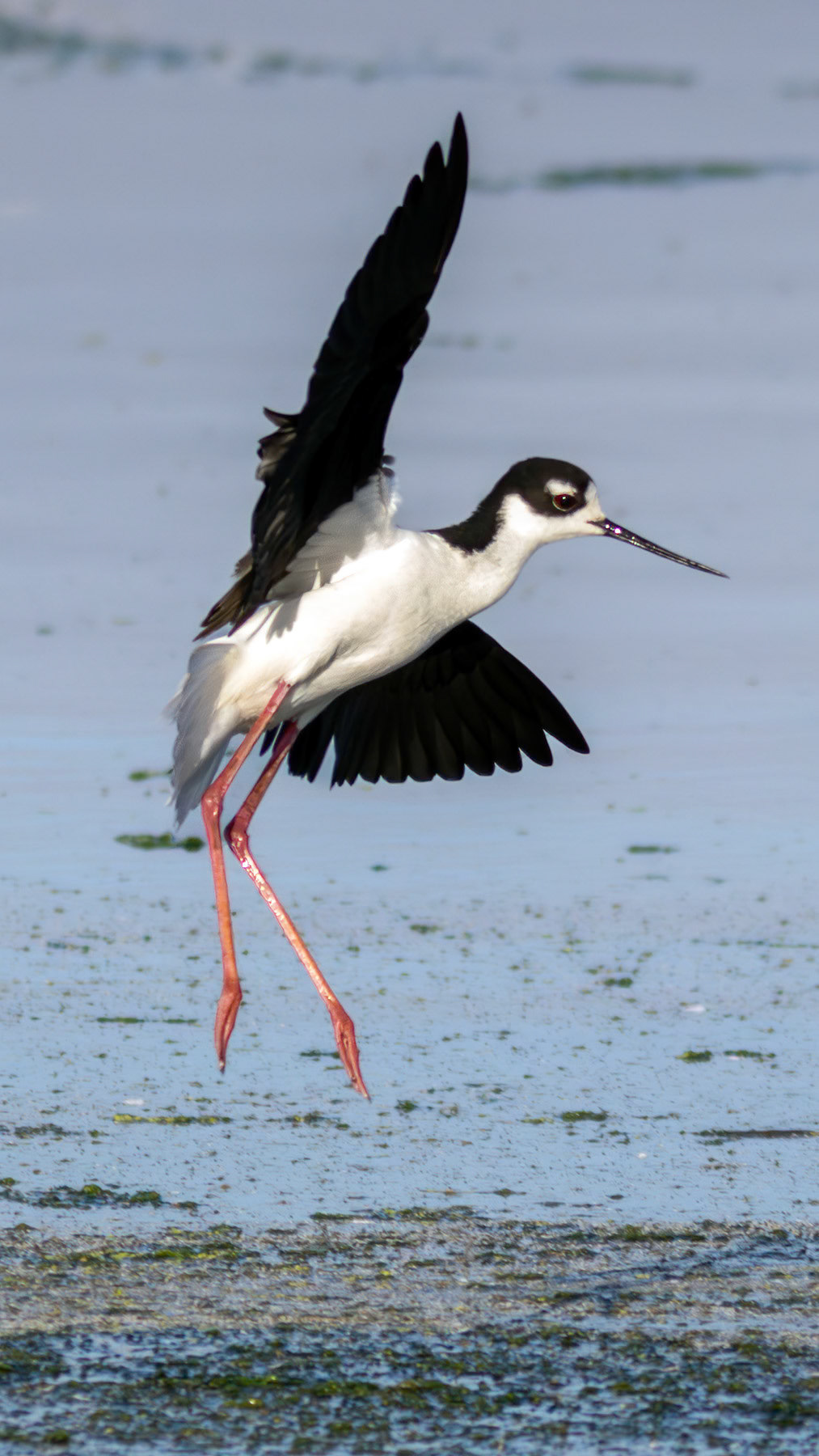 Black-necked stilt, Martinez, CA