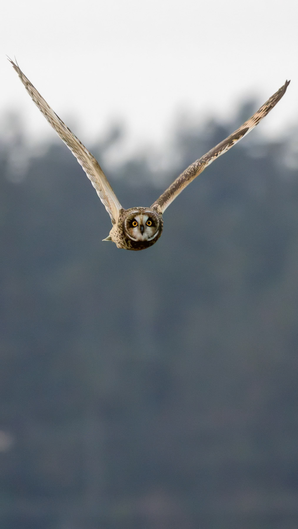 Short-eared owl, Whidbey Island, WA