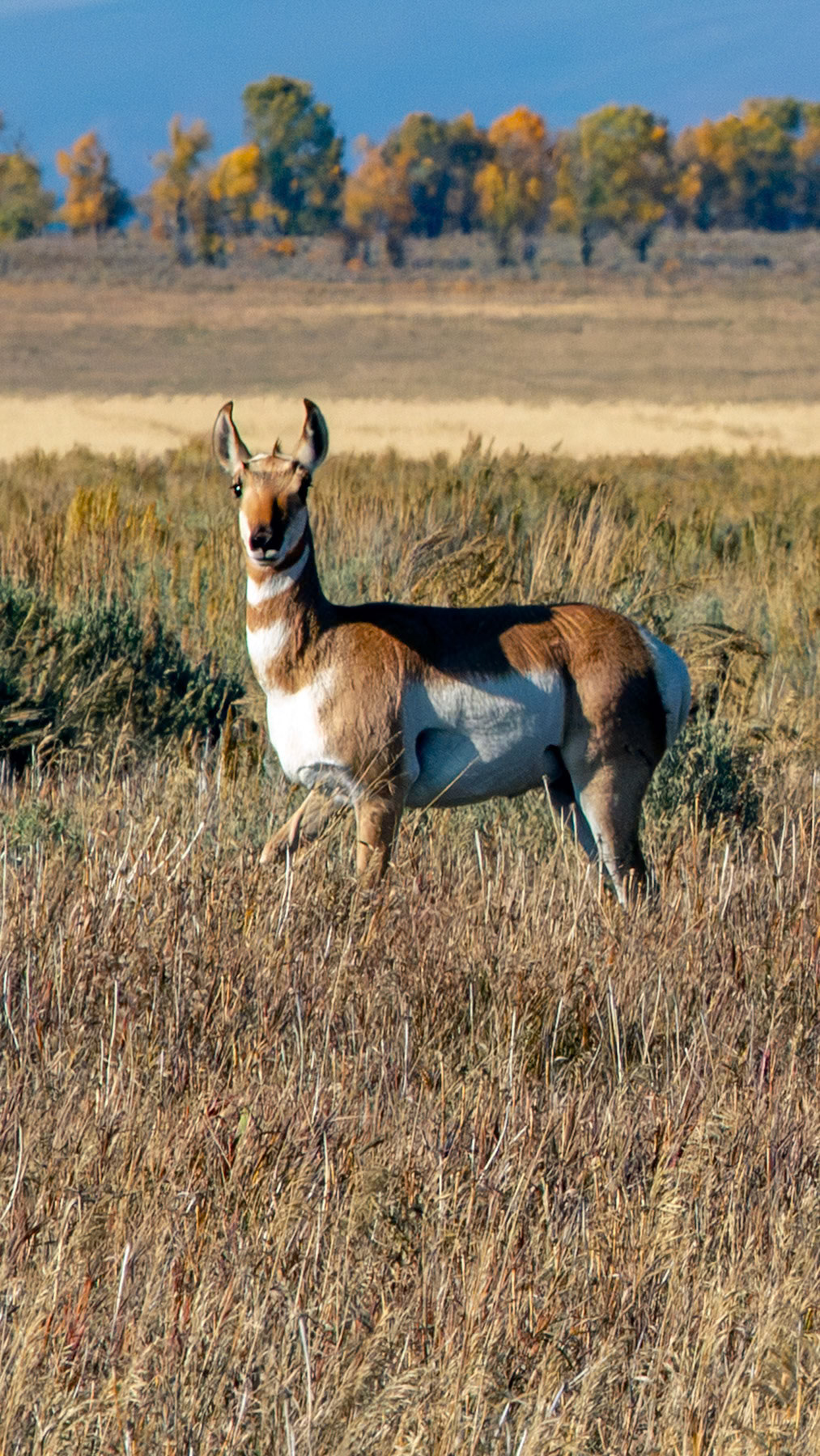 Pronghorn antelope