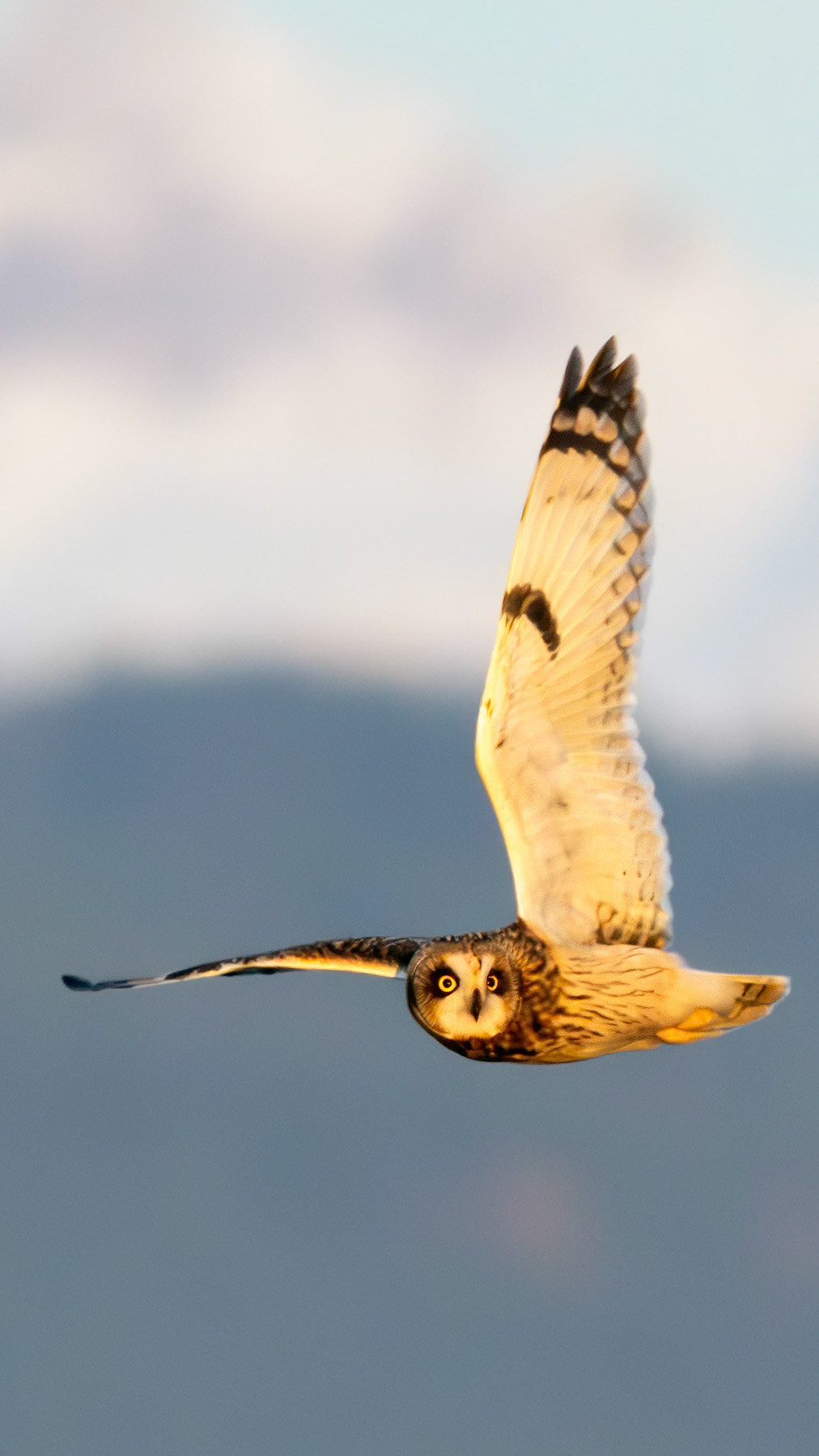 Short-eared owl, Whidbey Island, WA