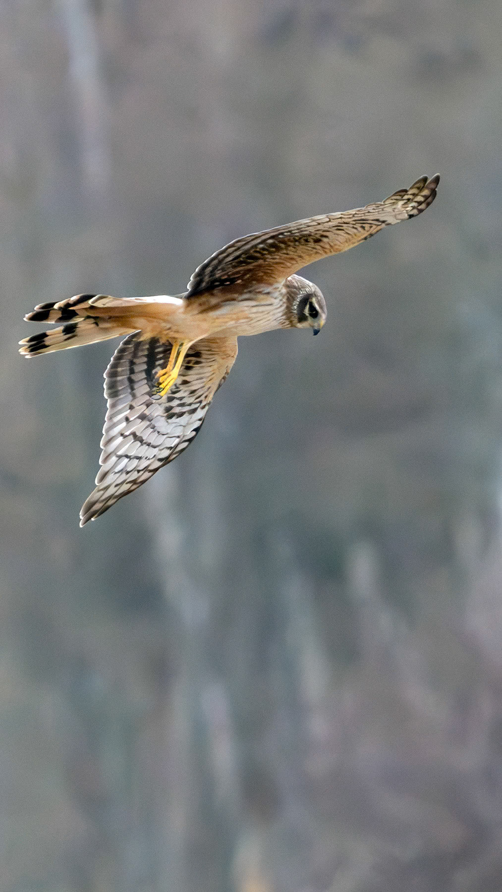 Northern harrier, Whidbey Island, WA