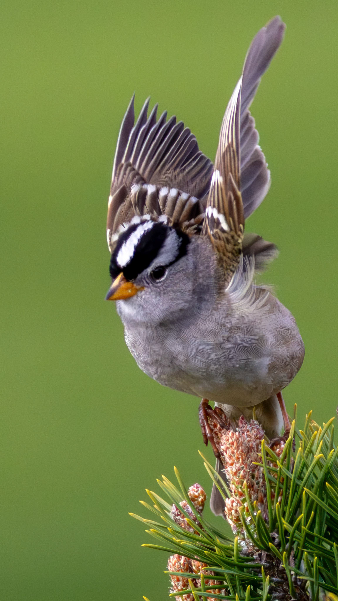 White-crowned sparrow