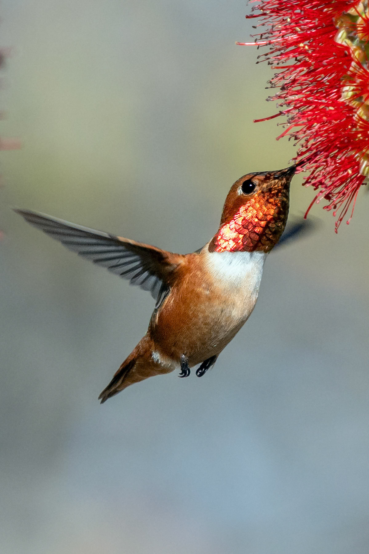 Allen's hummingbird, Irvine, CA