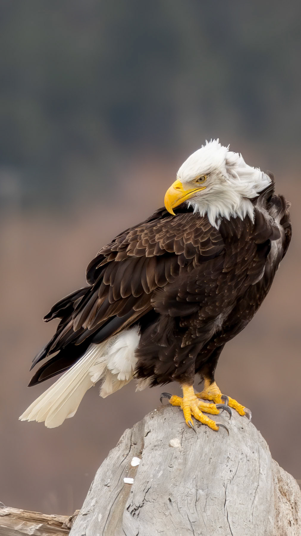Bald eagle