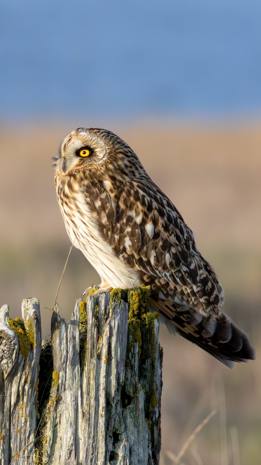 Short-eared owl