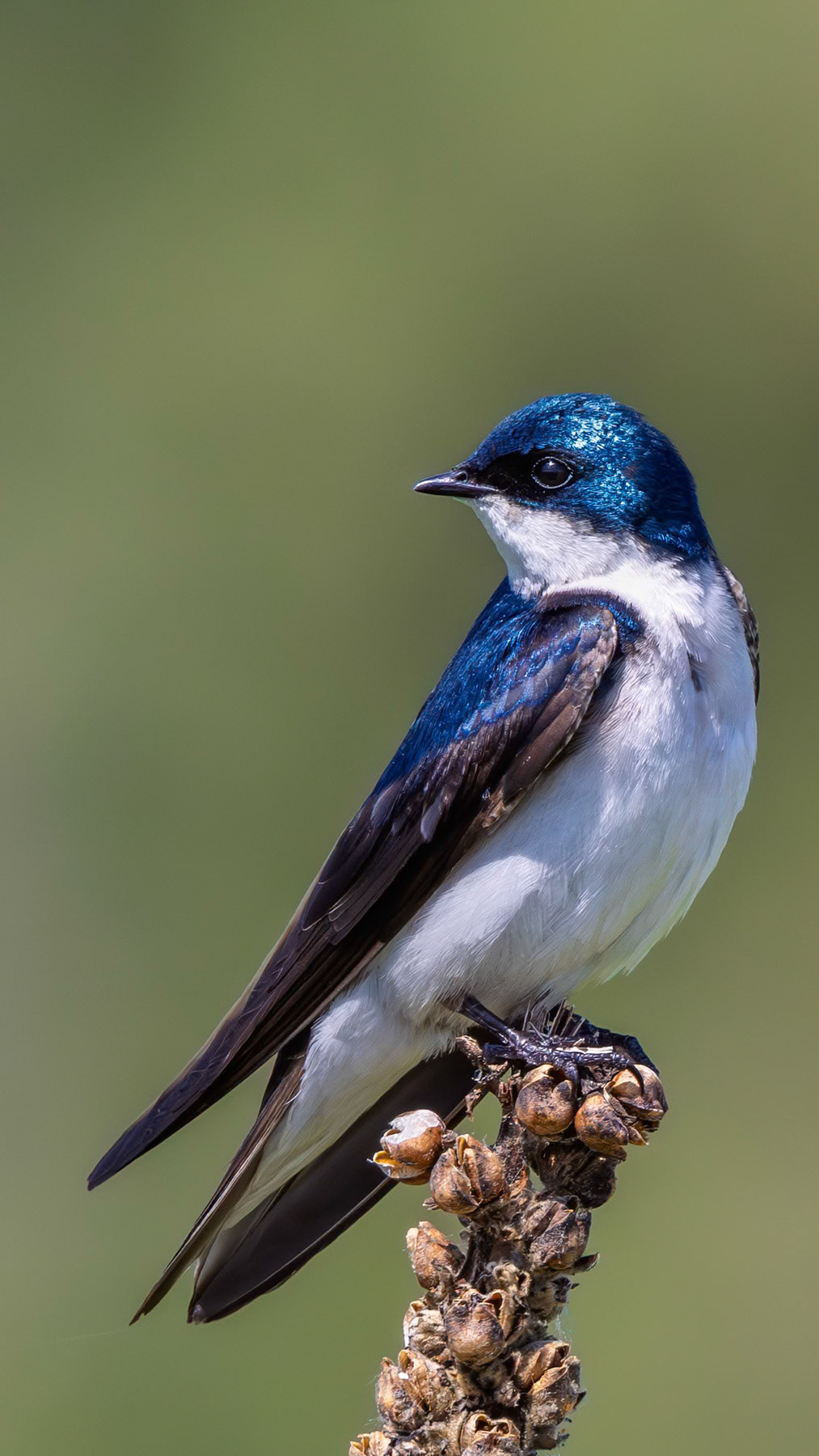 Tree swallow, Cheney, WA