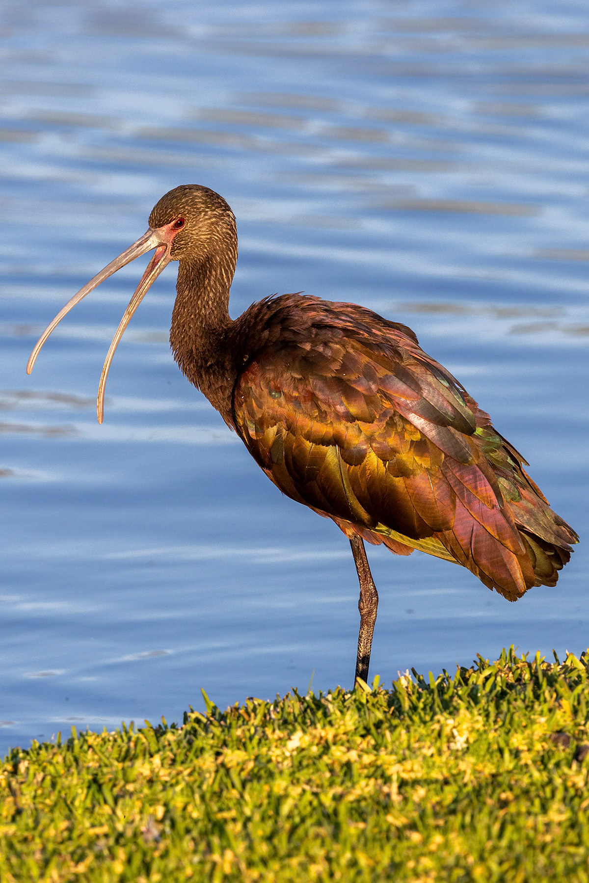 White-faced ibis