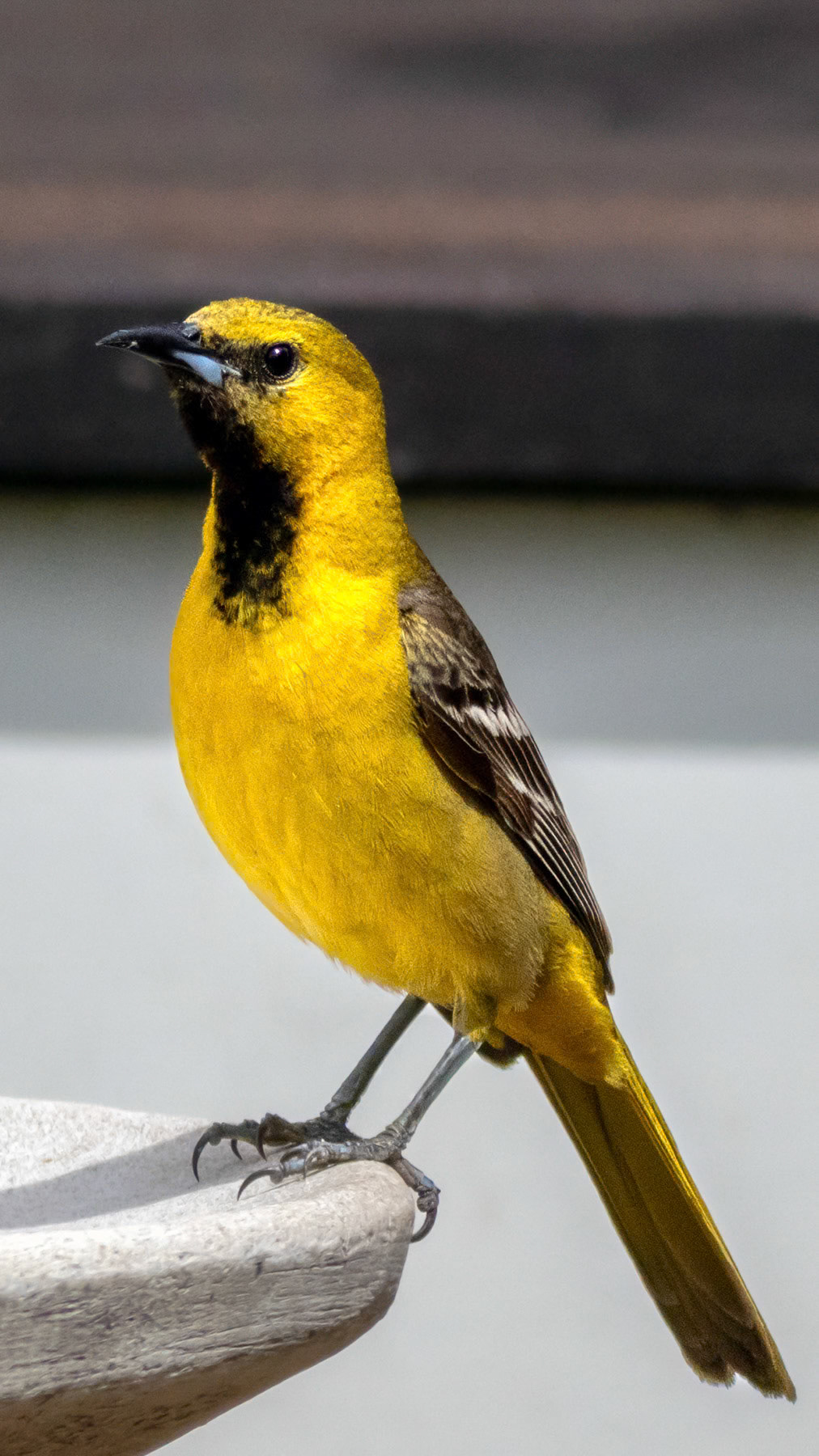 Hooded oriole, Concord, CA