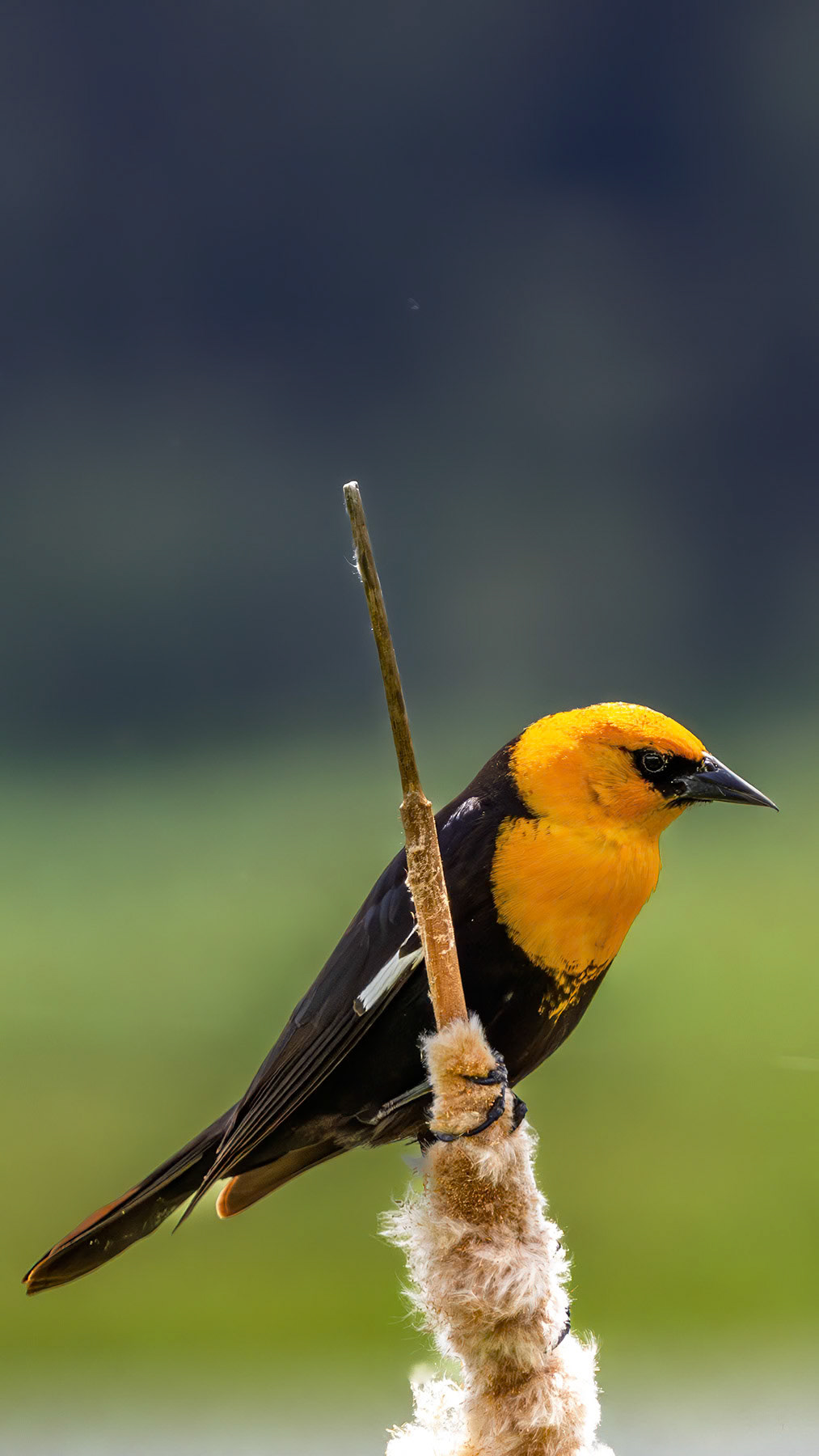 Yellow-headed blackbird