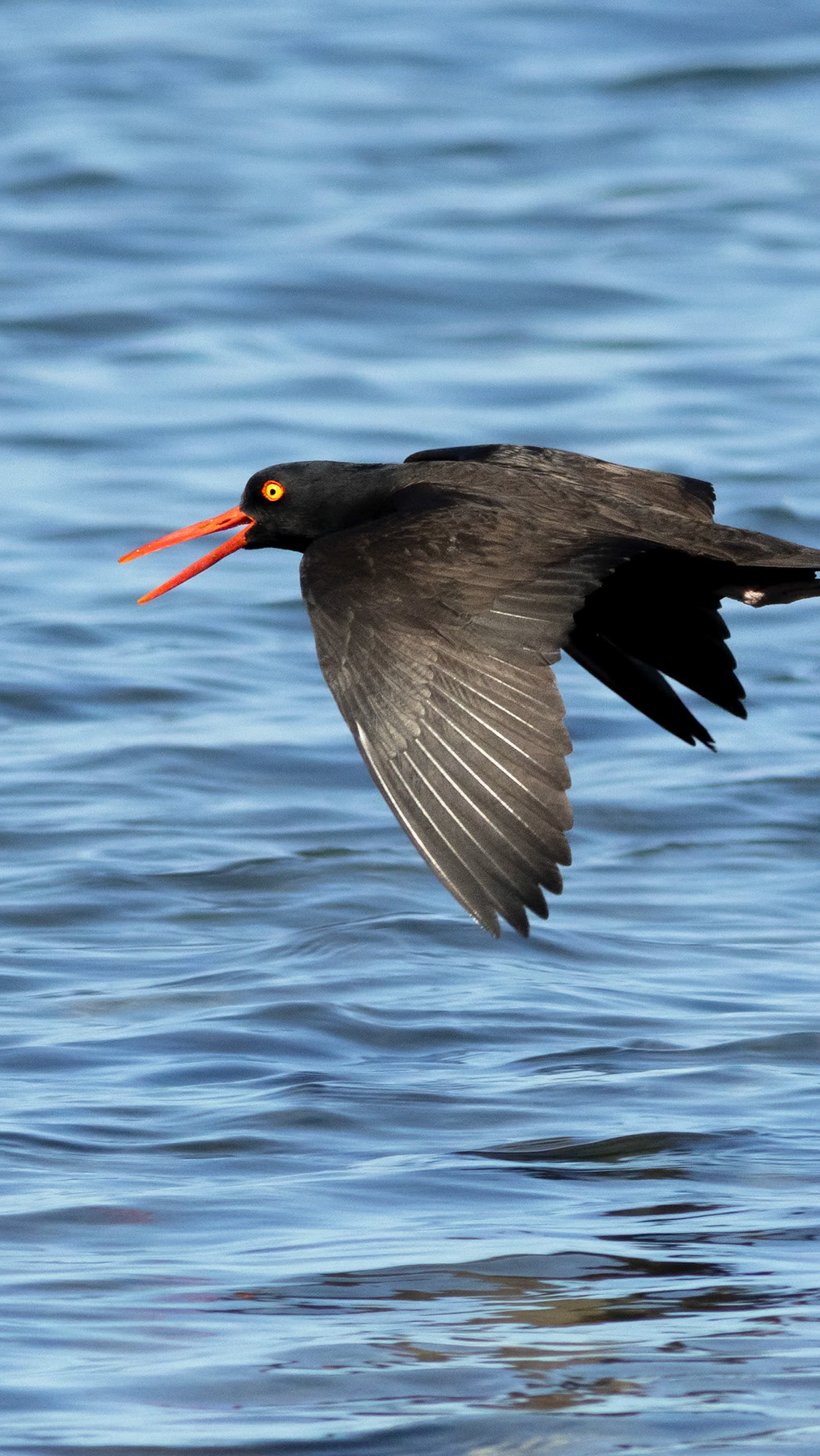 Black oystercatcher, Whidbey Island, WA