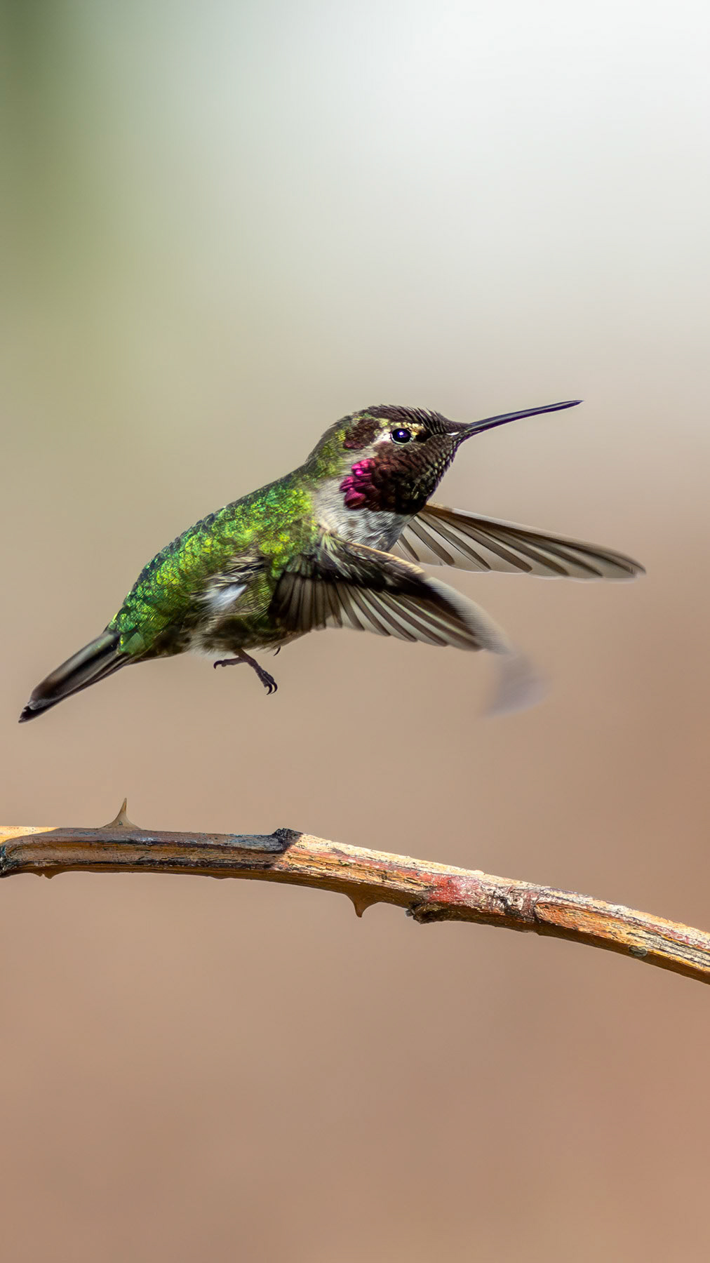 Anna's hummingbird