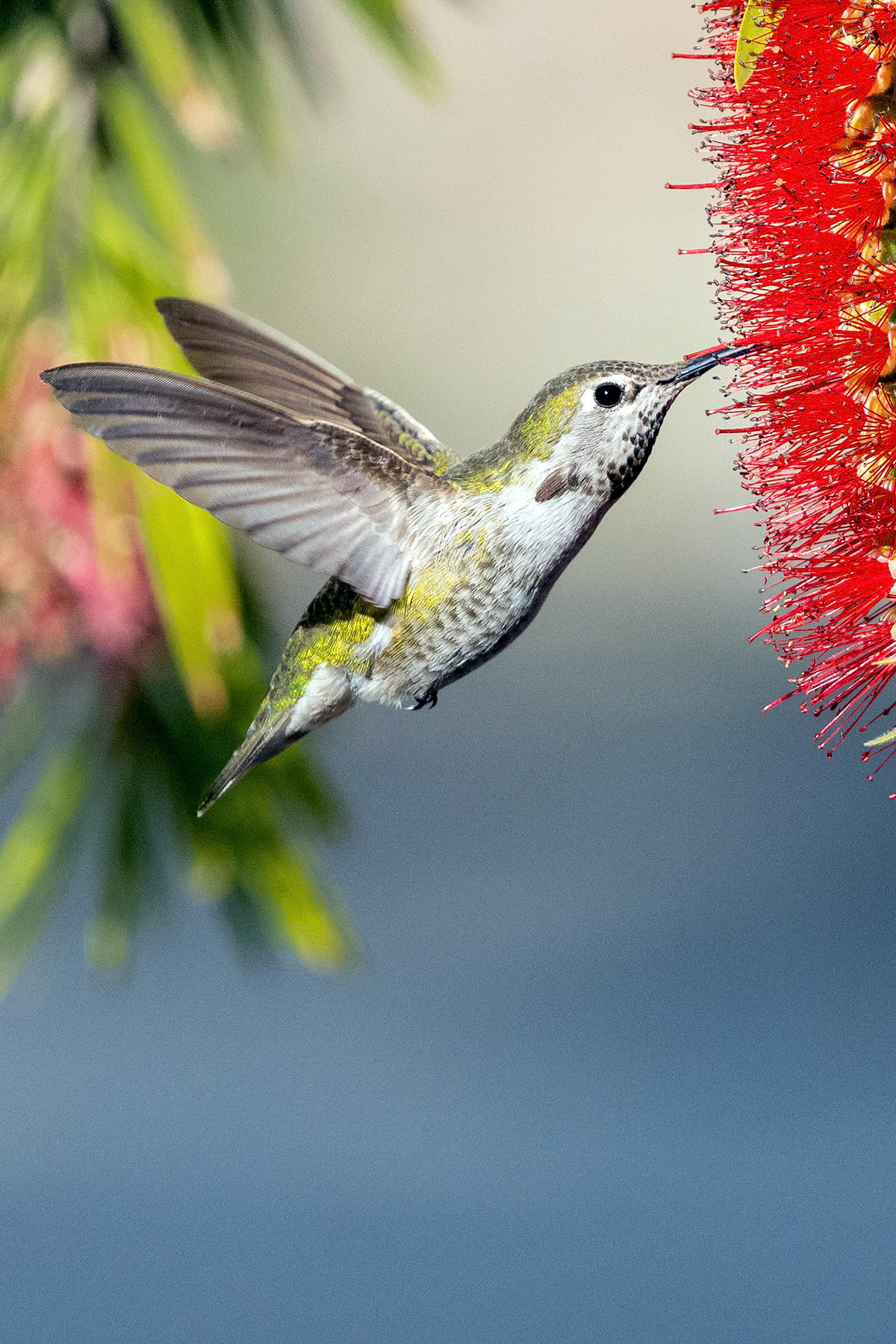 Anna's hummingbird, Irvine, CA