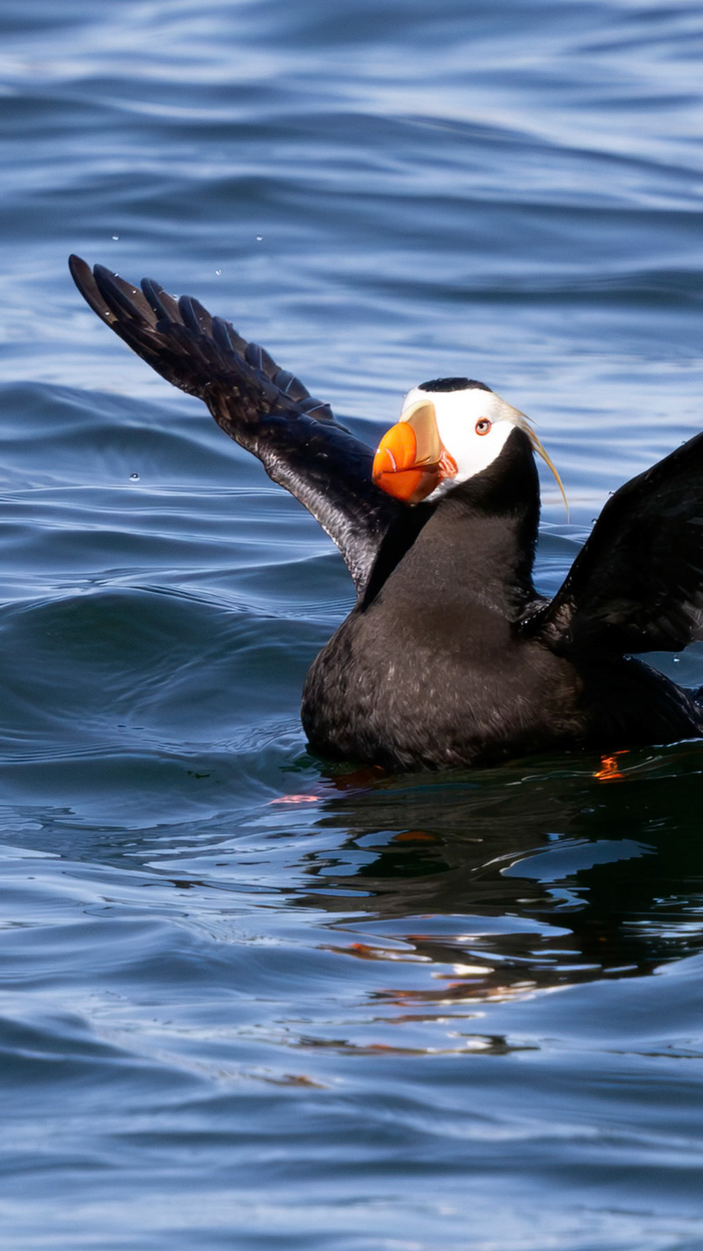 Tufted puffin