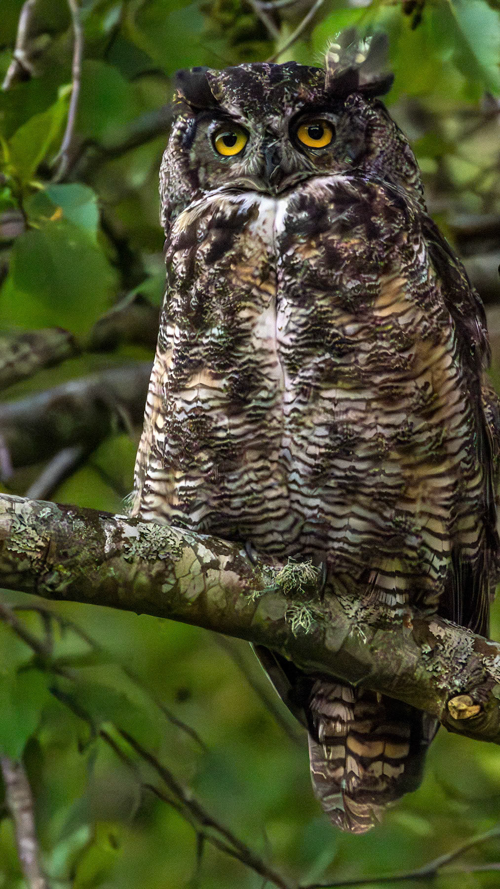 Great horned owl