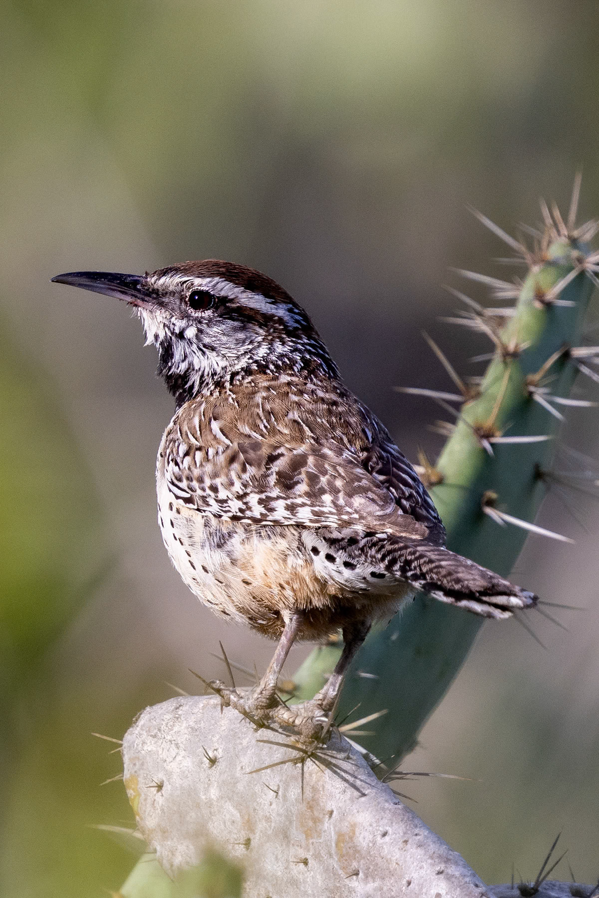 Cactus wren