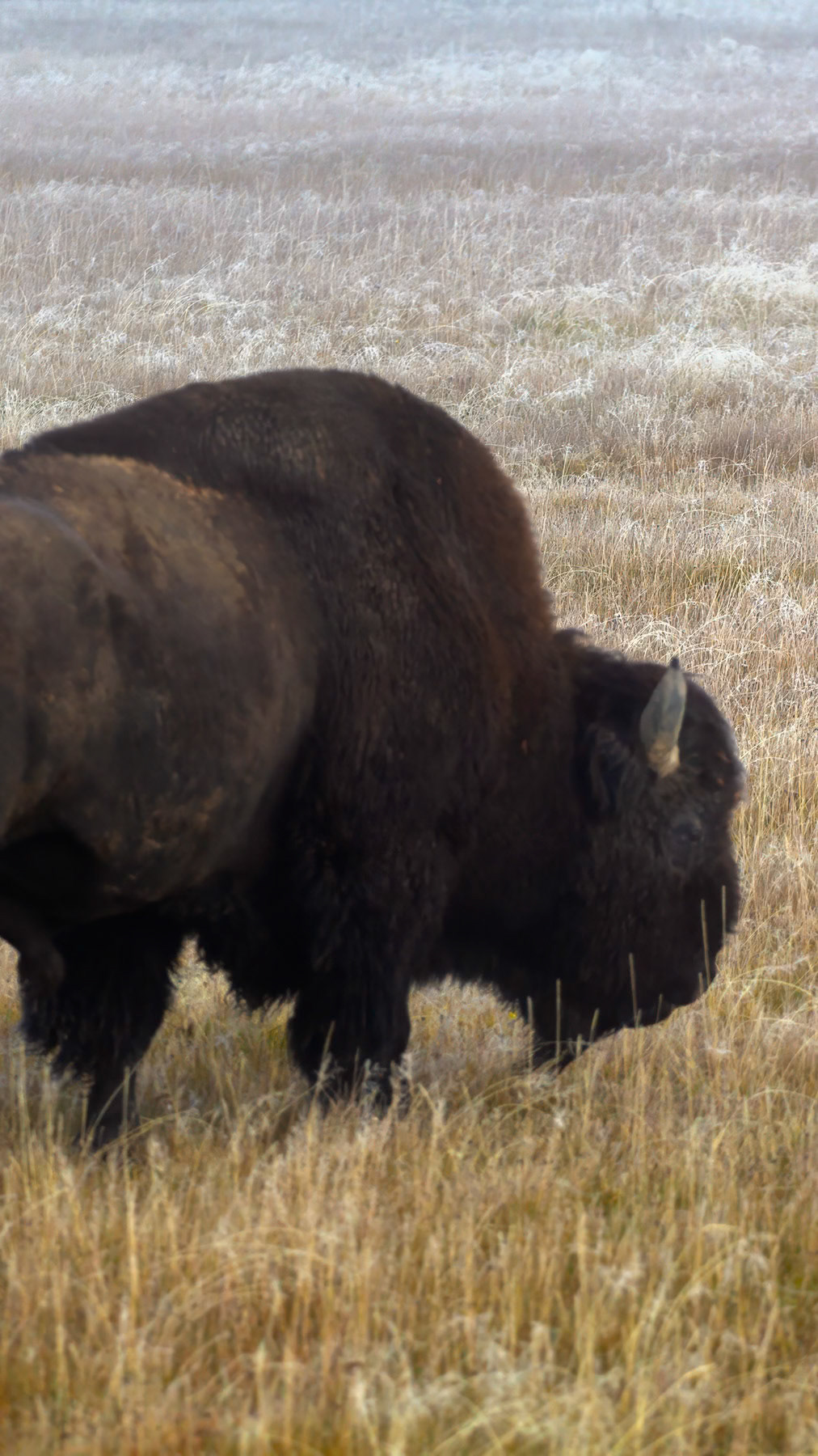 American bison