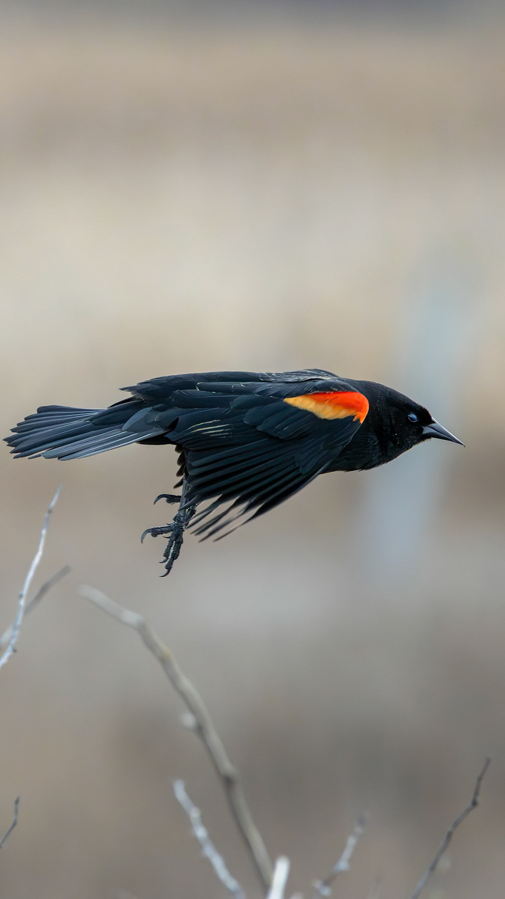 Red-winged blackbird, Whidbey Island, WA