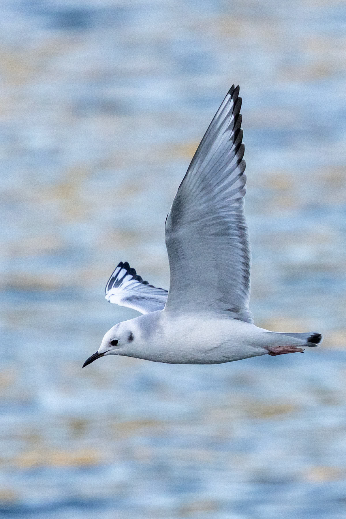 Bonaparte's gull, Whidbey Island, WA