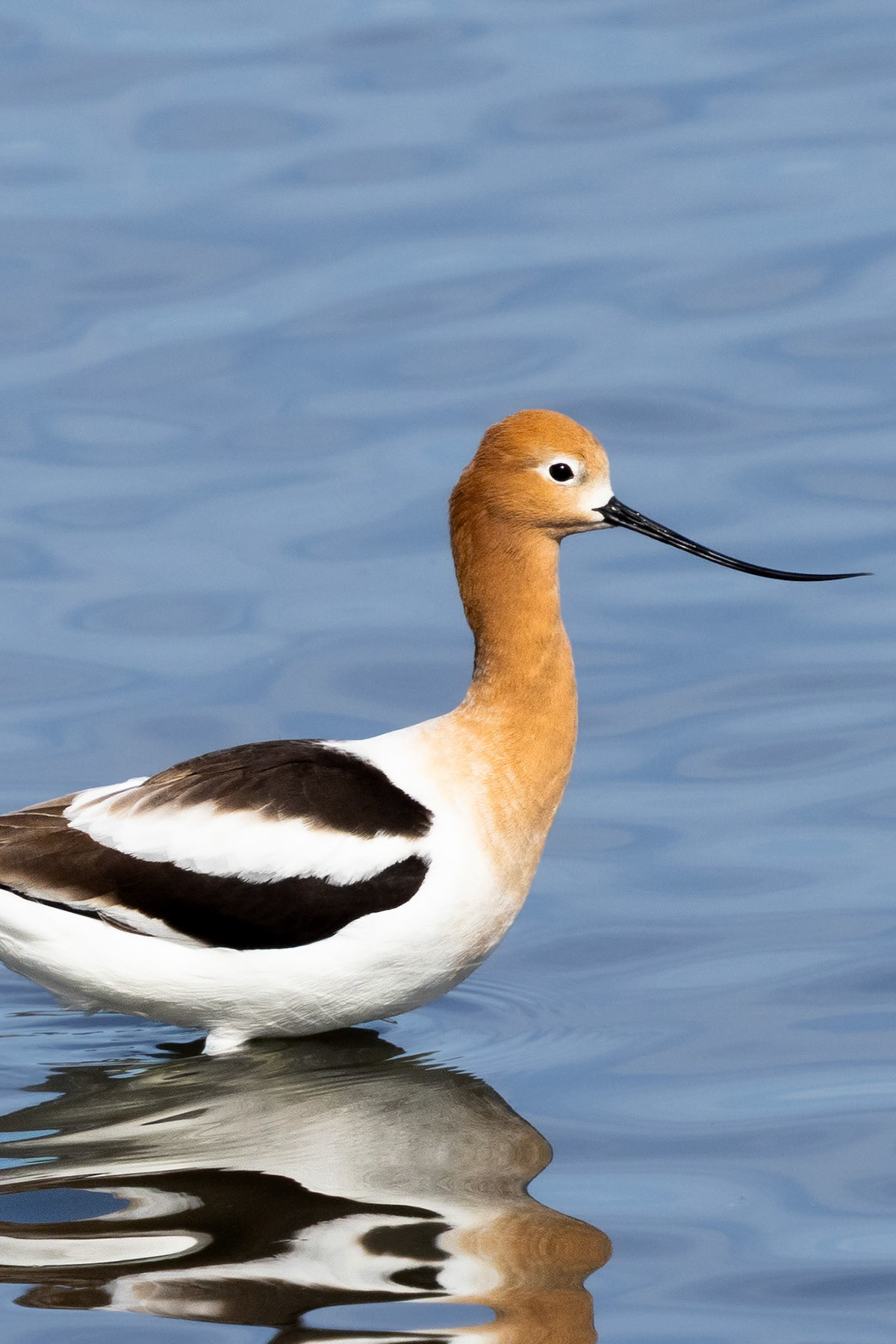 American avocet, Irvine, CA