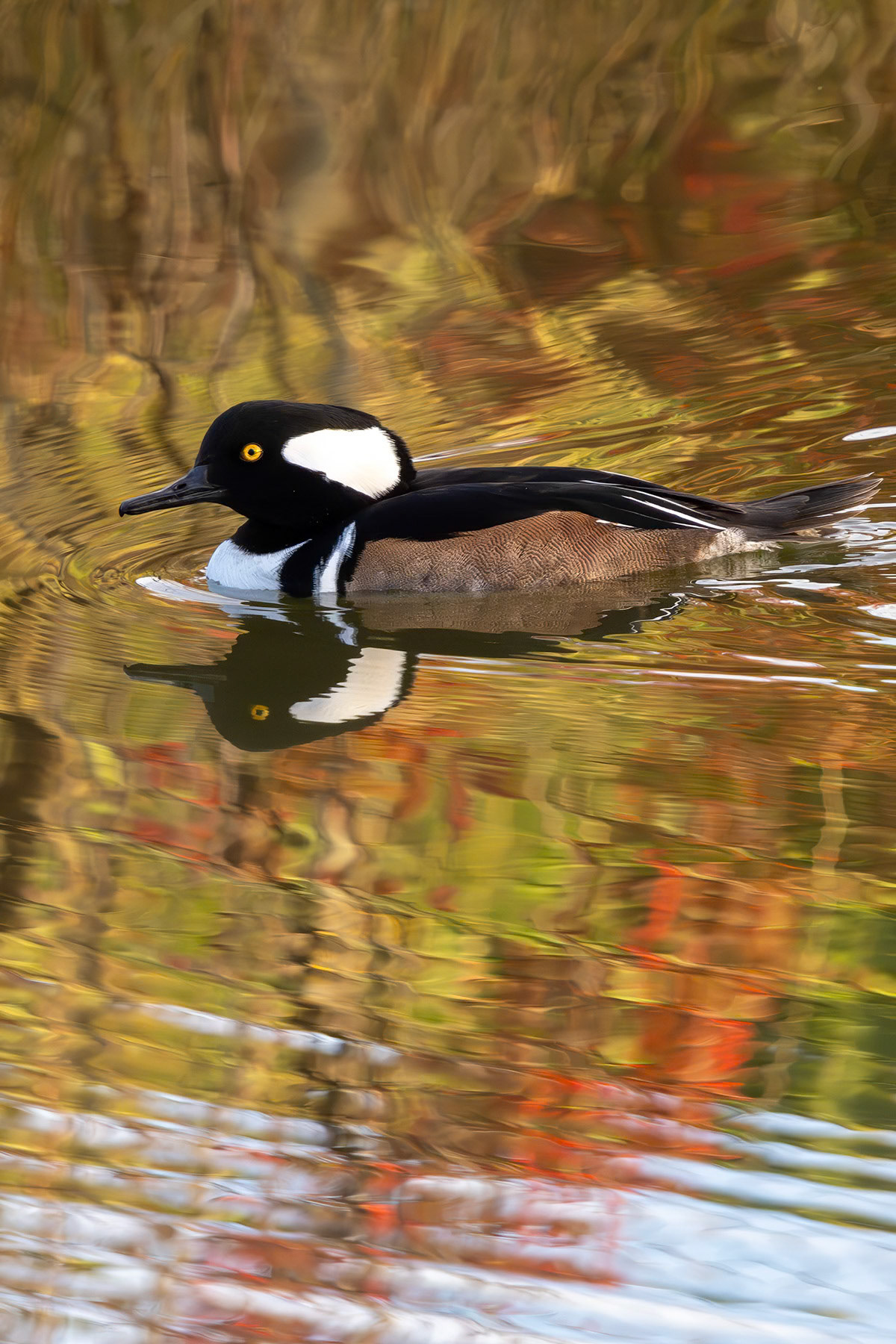 Hooded merganser