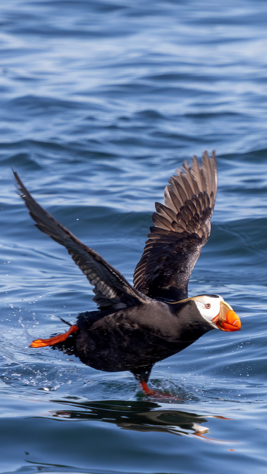 Tufted puffin, Smith Island, WA