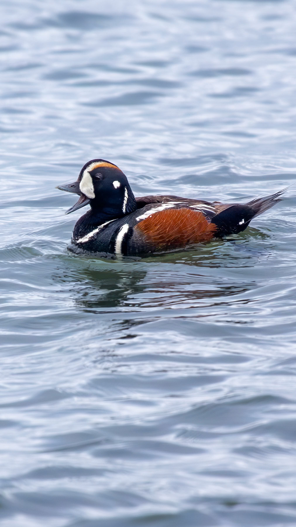 Hooded merganser