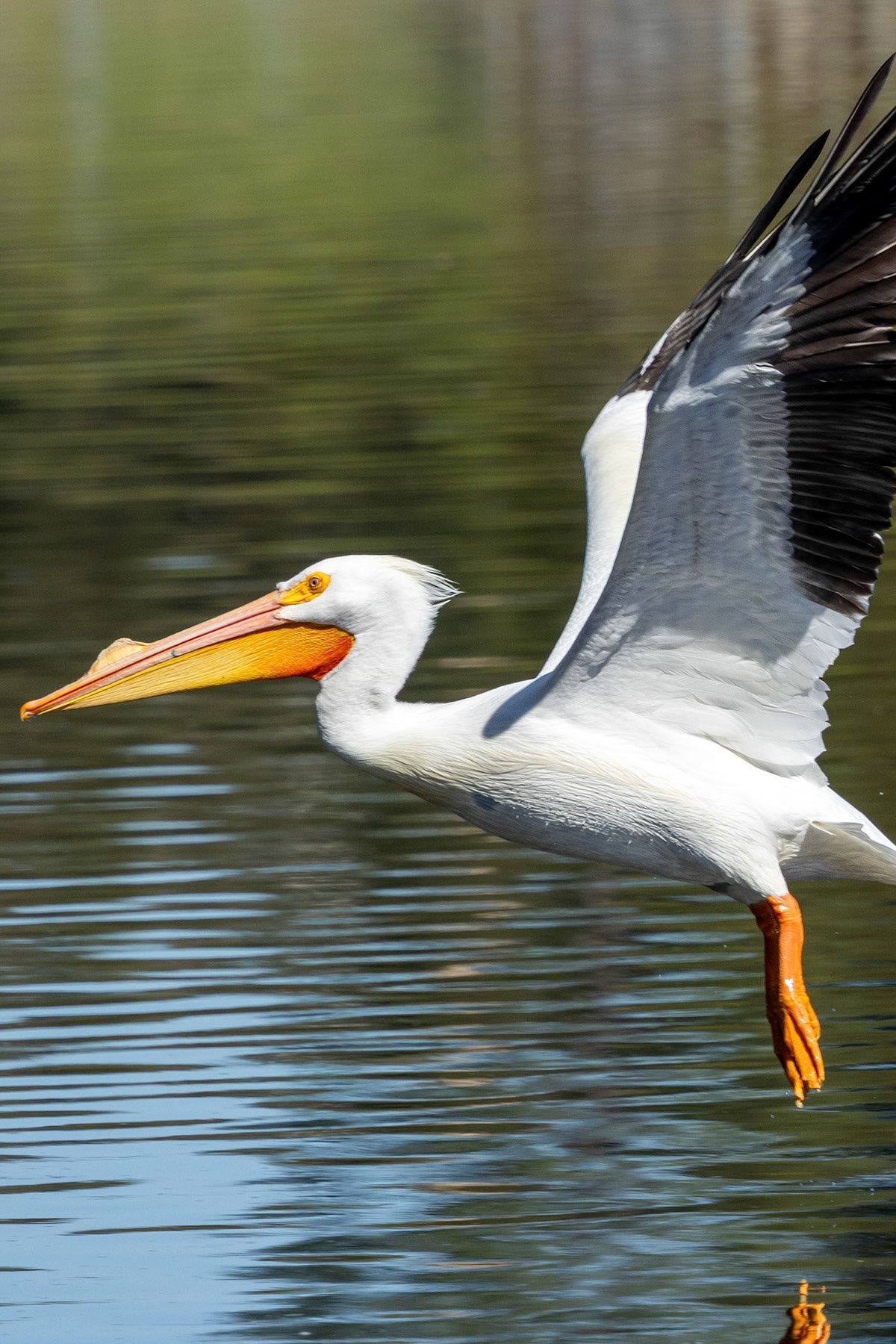American white pelican, Laguna Niguel, CA