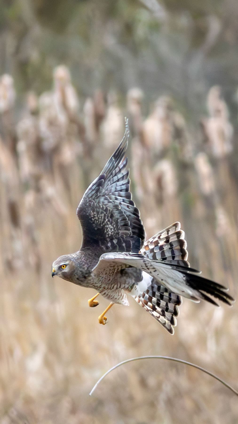 Northern harrier, Whidbey Island, WA
