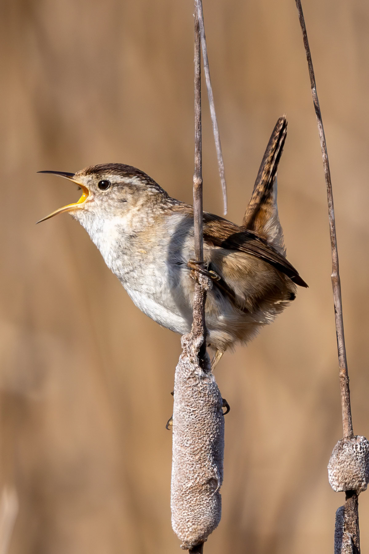 Marsh wren