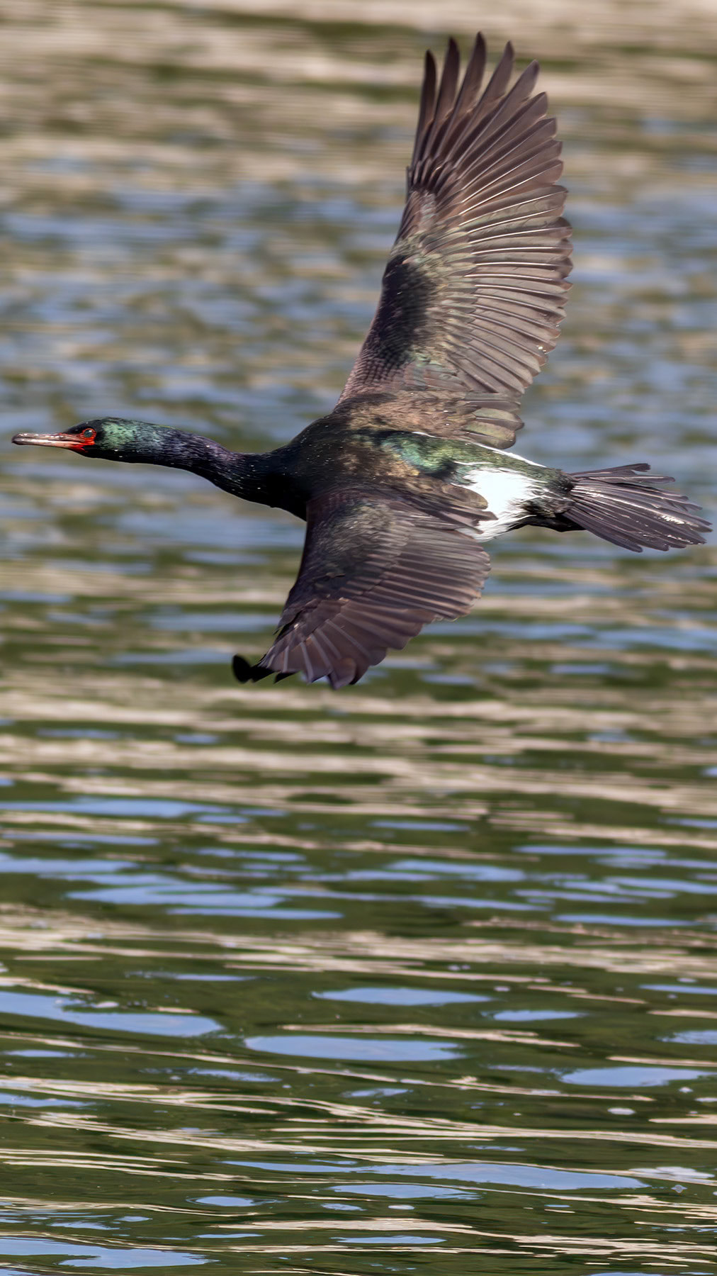 Pelagic cormorant, Whidbey Island, WA