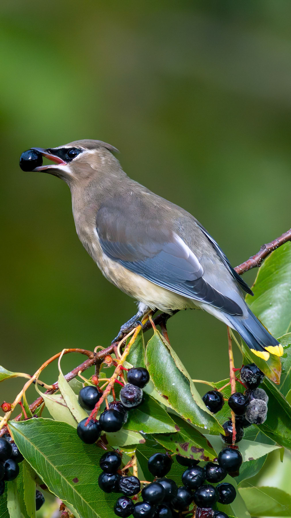 Cedar waxwing, Whidbey Island, WA