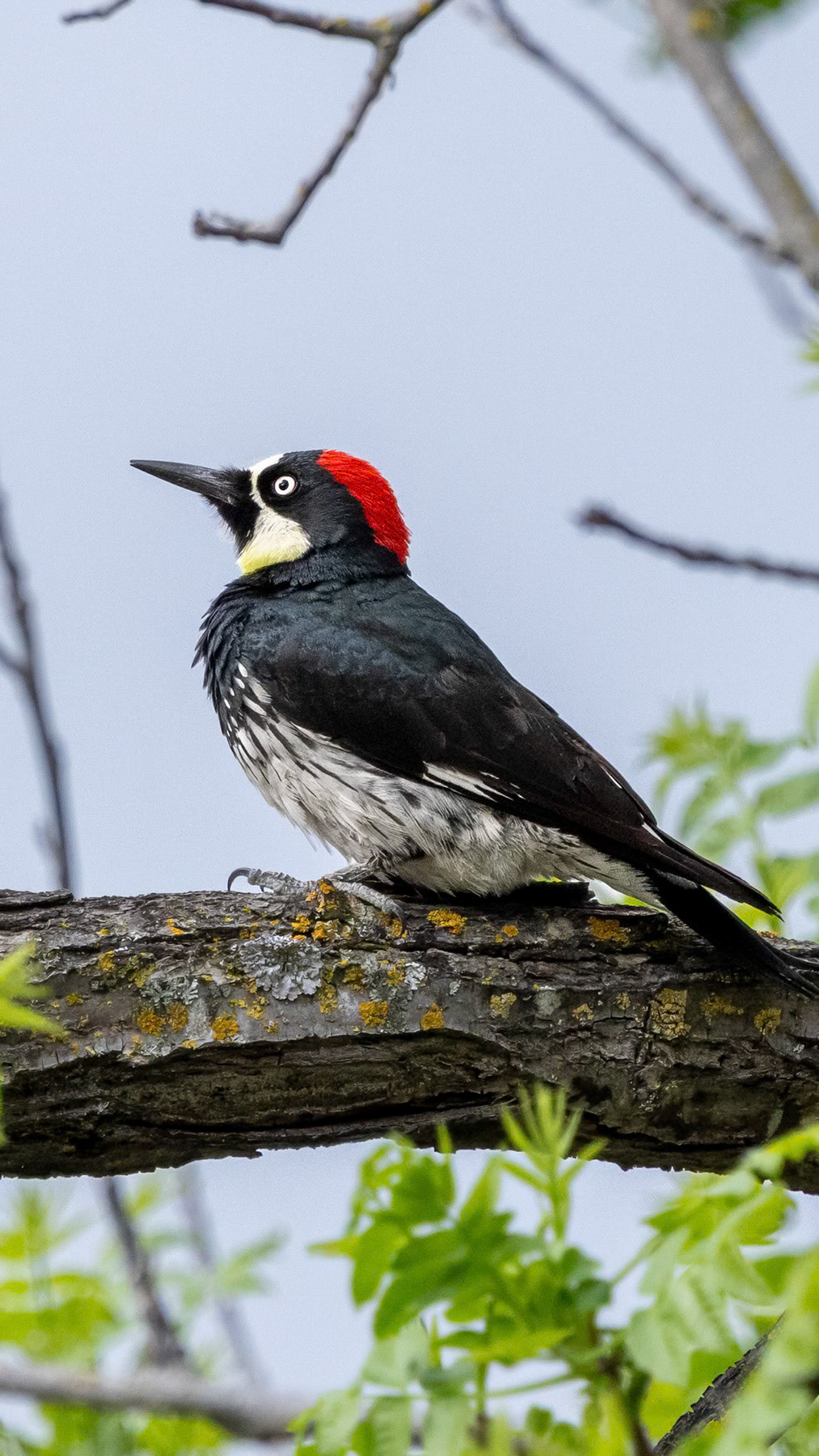 Acorn woodpecker, Concord, CA
