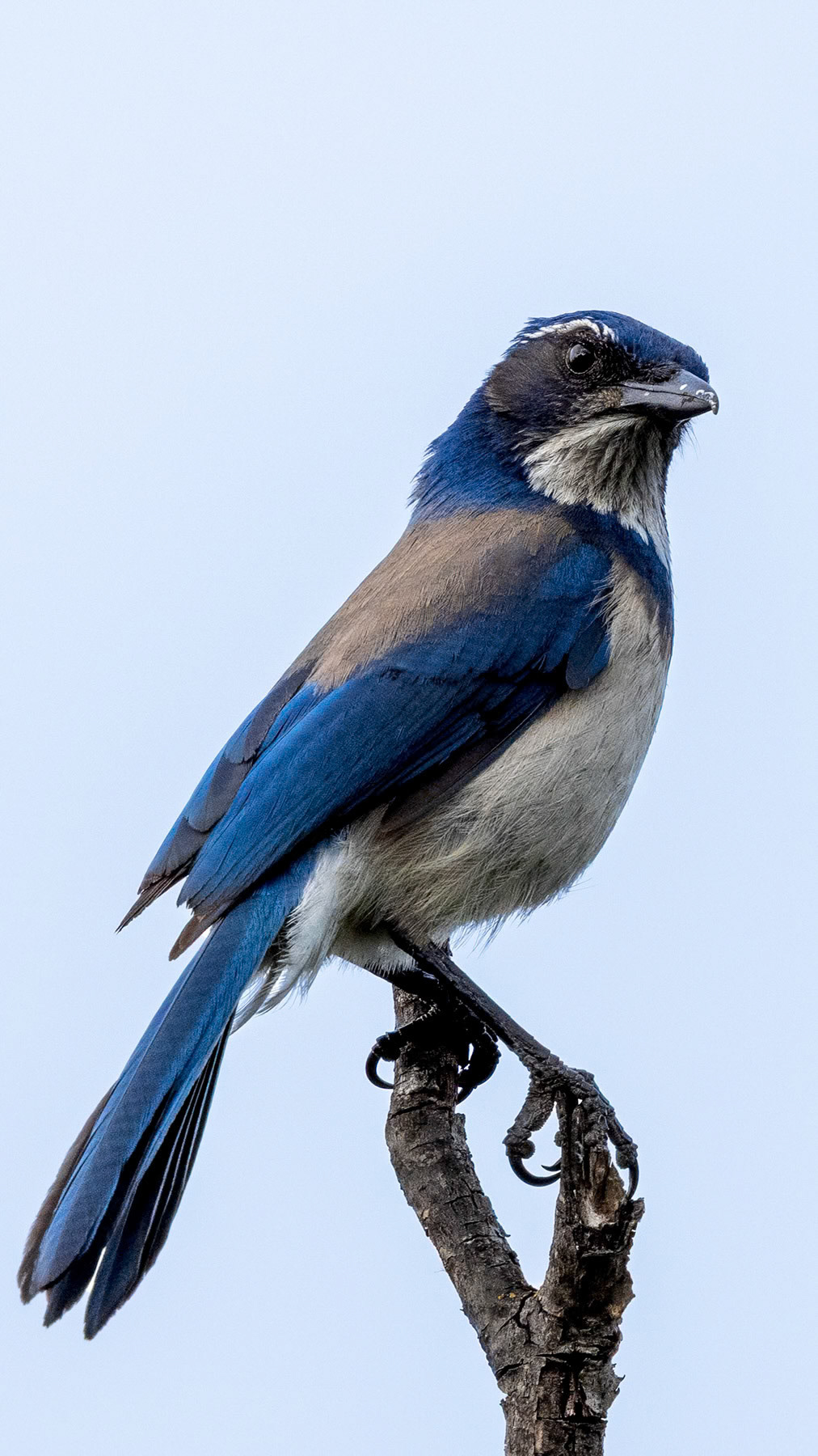 California scrub jay, Concord, CA