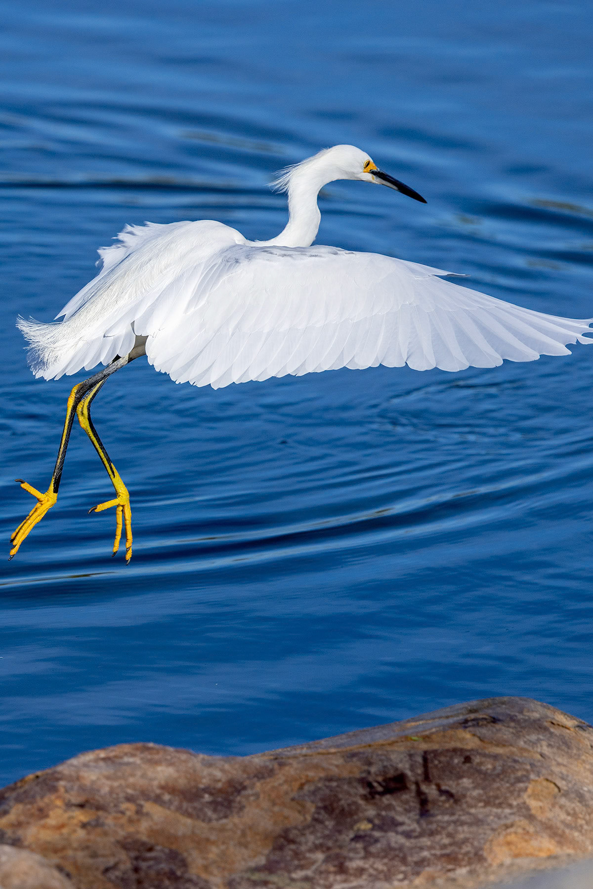 Snowy egret