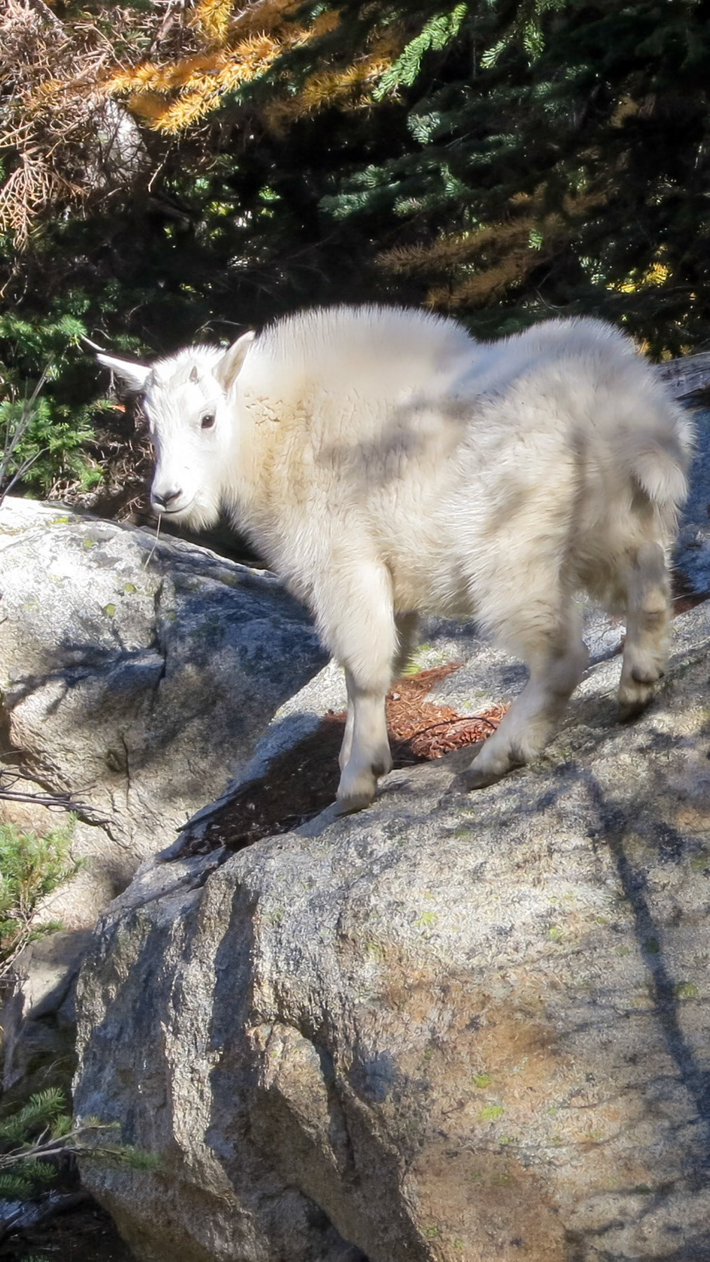 Mountain goat kid, North Cascades NP, Washington