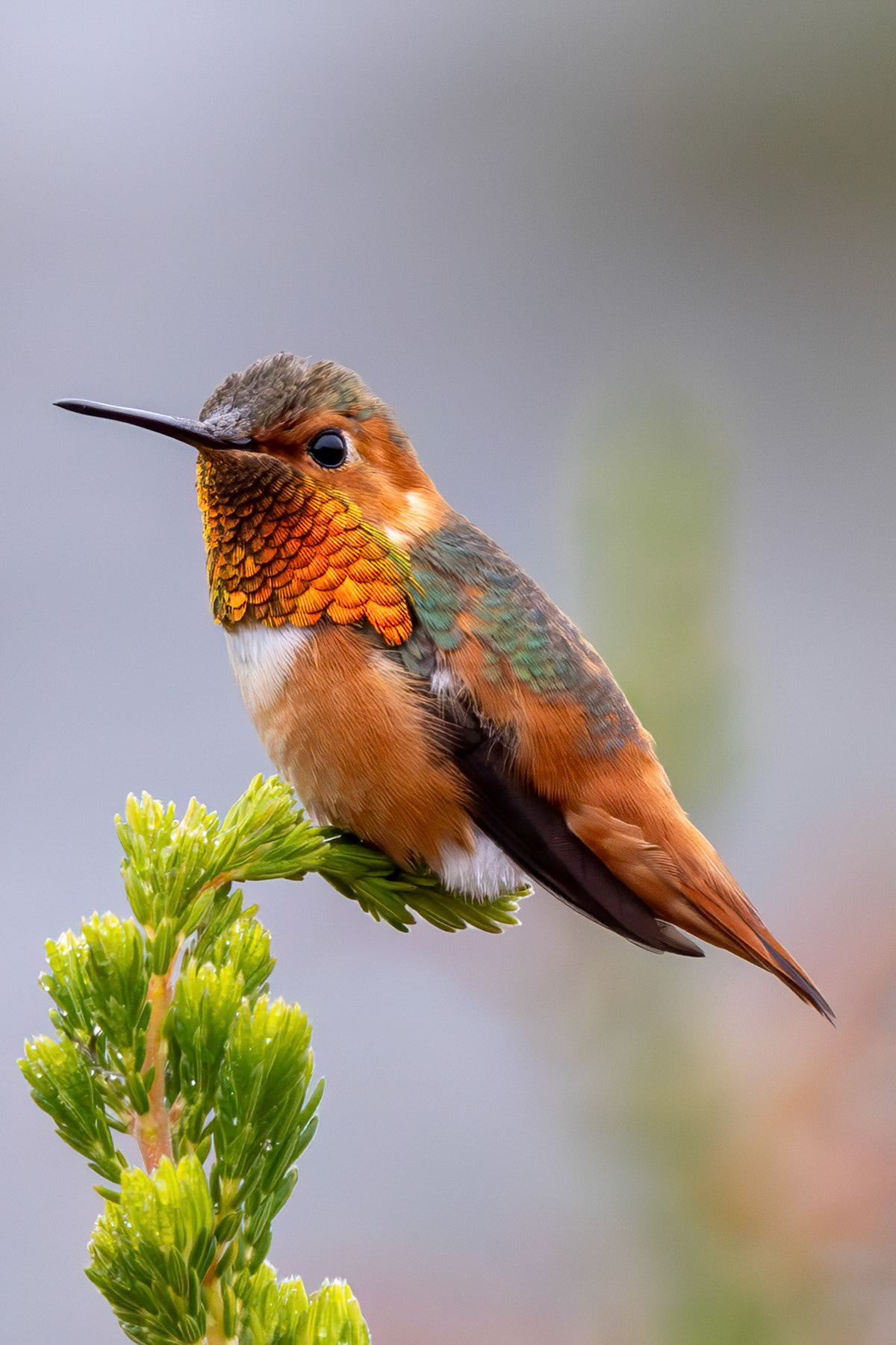 Allen's hummingbird