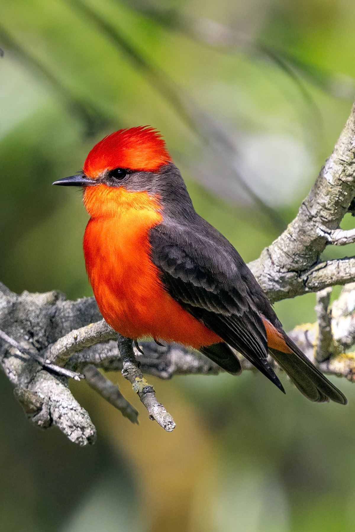 Vermilion flycatcher